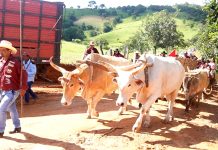 Festa em louvor a São Marcos e 7ª Cavalgada movimentam comunidade em Uruaçu