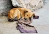 Ministério Público firma TAC para efetiva operacionalização do abrigo de animais de Porangatu