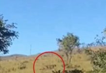 Menina de 8 anos é atacada por onça-parda próximo a cachoeira na Chapada dos Veadeiros
