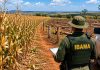 Crédito Rural Travado: Exigências Ambientais e falhas em satélites geram prejuízos milionários para produtores e bancos
