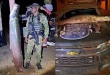 Pirarucu gigante é apreendido em ação contra pesca predatória no norte de Goiás