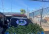 Polícia Militar destrói plantação de maconha e prende responsável em Mara Rosa