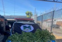Polícia Militar destrói plantação de maconha e prende responsável em Mara Rosa